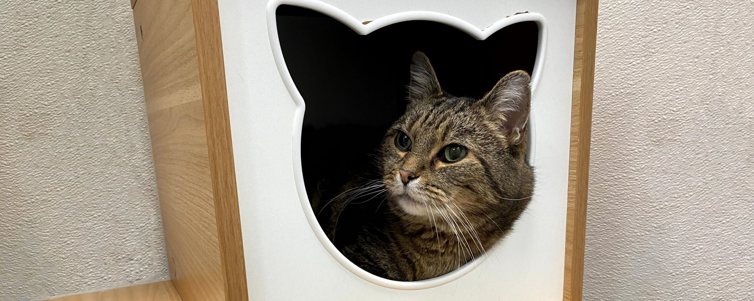 Cat Lodging Services in Tipp City, Troy & Vandalia OH Tipp to Tail