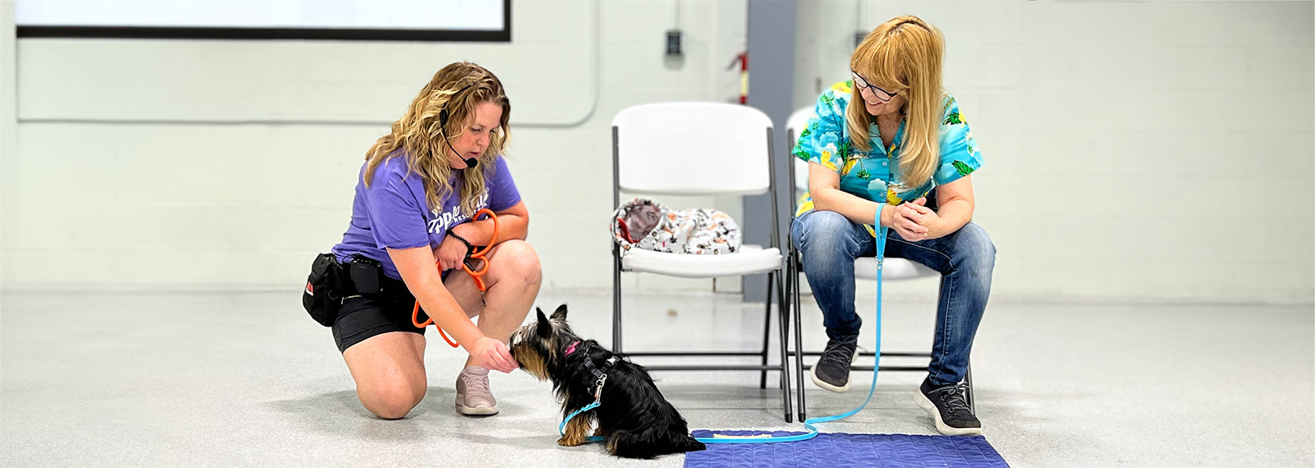 Pet Training in Tipp City, Troy & Vandalia OH Tipp to Tail Pet Resort