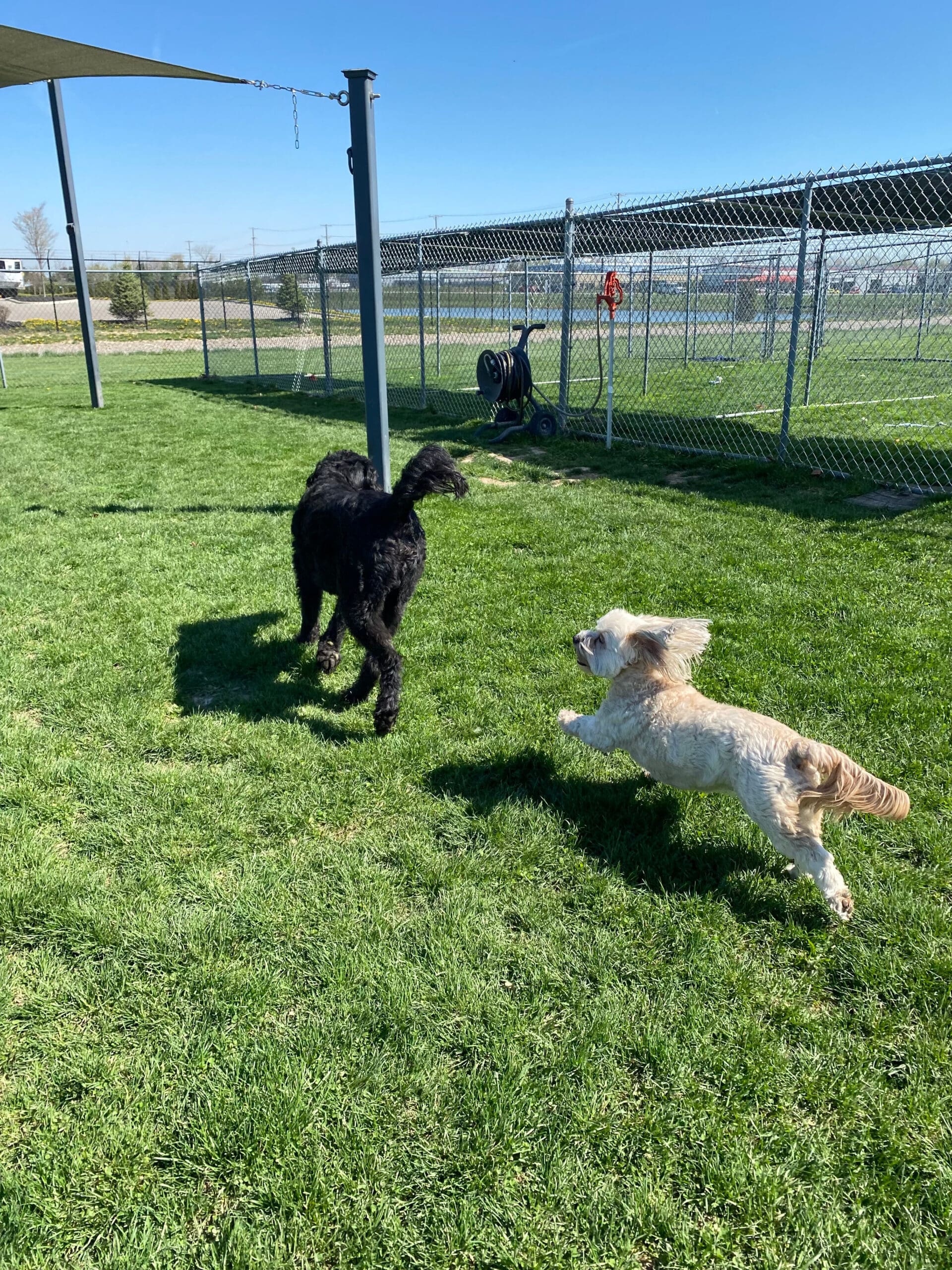 About Tipp to Tail Pet Resort