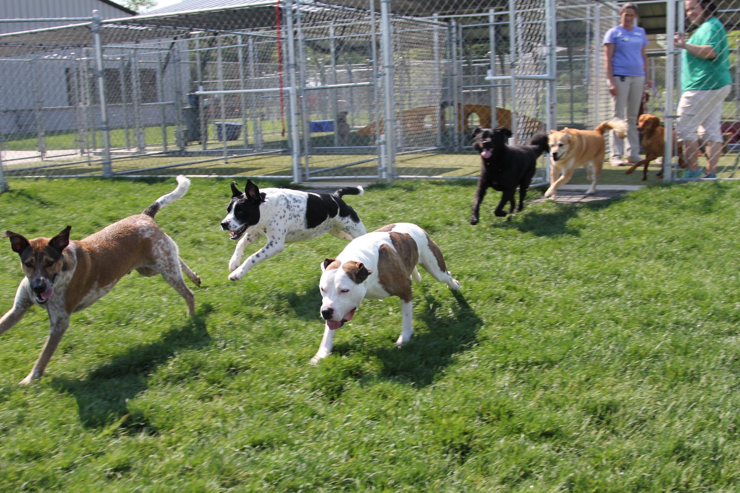 Pet Daycare in Tipp City, Troy & Vandalia OH Tipp to Tail Pet Resort