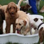 dogs enjoying playtime at a pet resort, not a traditional boarding kennel