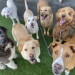dogs love our daycare, lodging, grooming services; group of dogs looking at camera