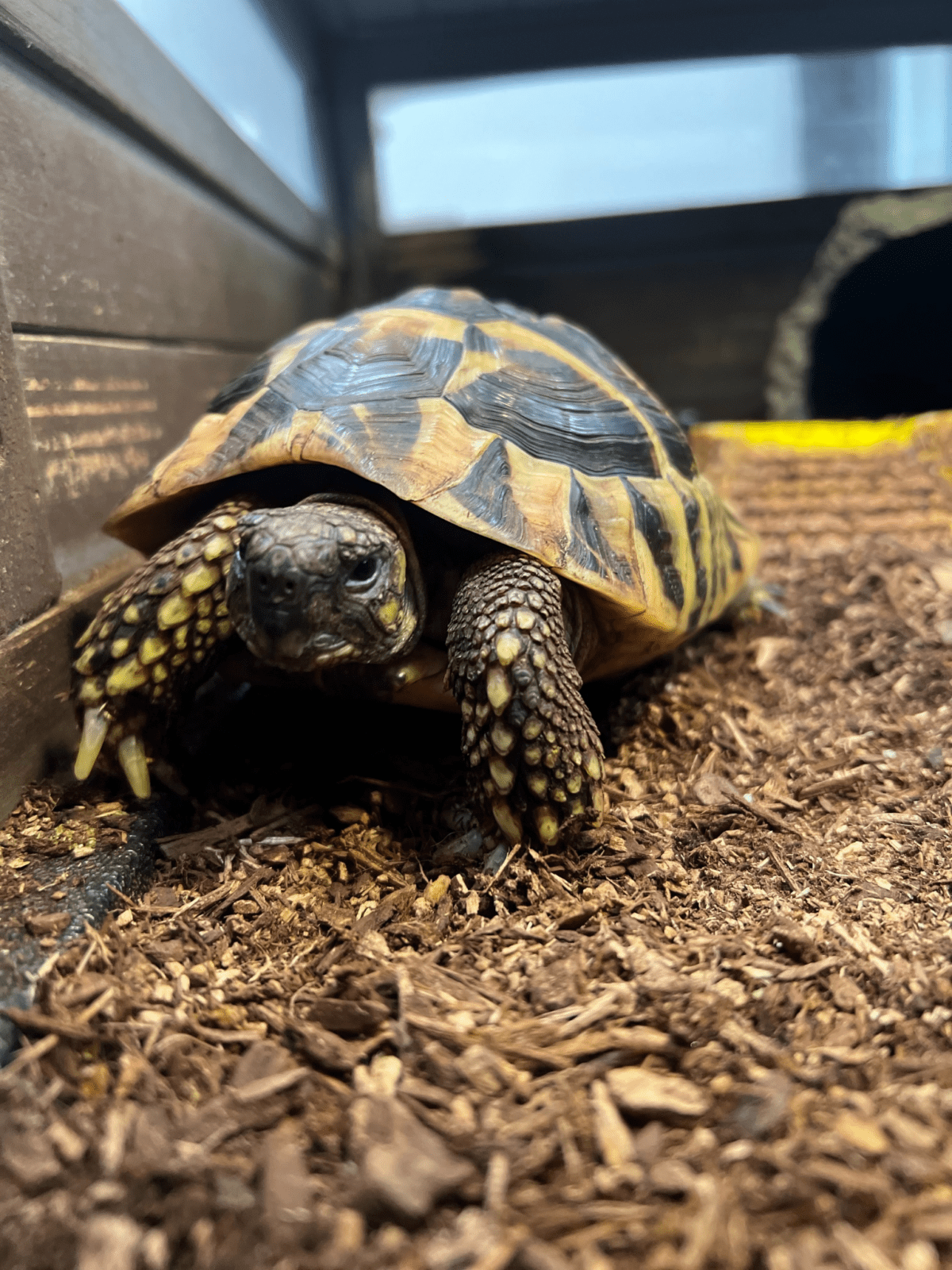 Exotic Lodging Tipp to Tail Pet Resort