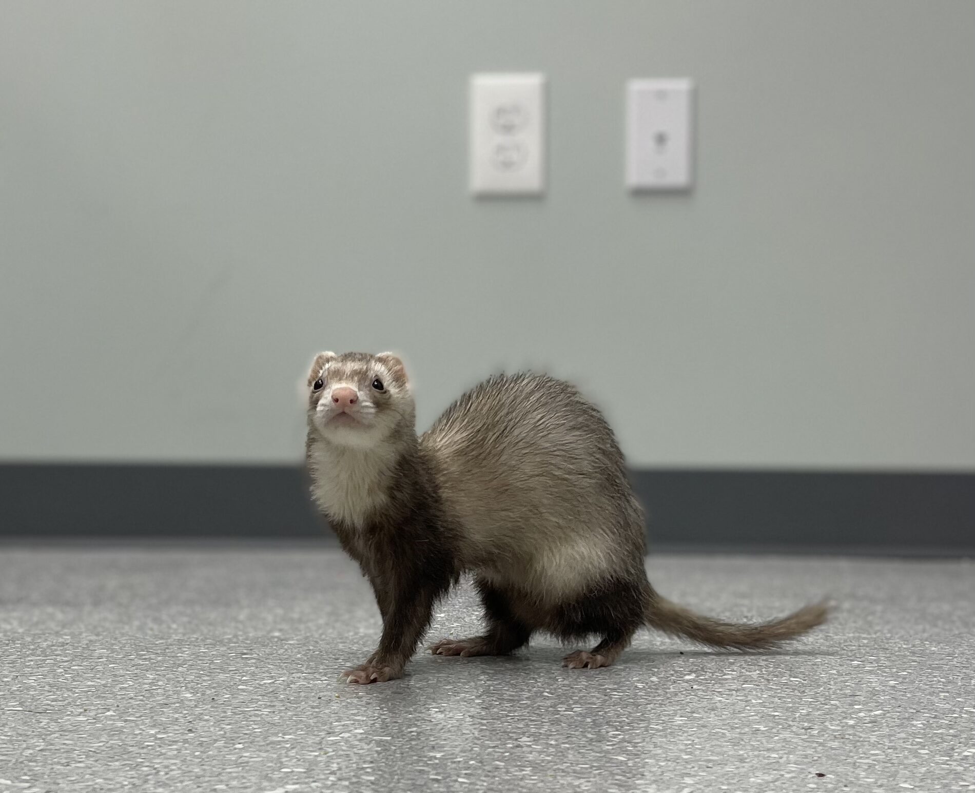 Exotic Lodging Tipp to Tail Pet Resort