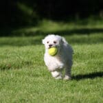 A cute white dog playing fetch with a tennis ball. interactive play experiences