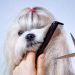Shih tzu dog professional grooming with comb and scissors.