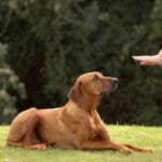 A hand of a woman showing her obedient Rhodesian Ridgeback hound dog with cute expression the sign for DOWN outdoors in the park; dog obedience training program