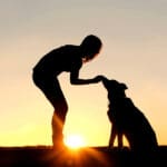 A silhouette of a girl standing outside in the grass with her pet German Shepherd Mix Dog feeding him treats during training in front of a sunsetting sky. Positive reinforcement training