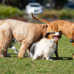 Dogs Playing Outside; first day at doggie daycare