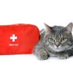 First aid kit and cute cat on white background. Animal care; pet cpr, first aid