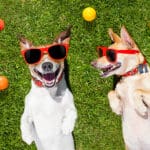 couple of dogs funny and laughing on grass at professional pet resort with pet toys