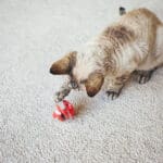 Curious Devon Rex feline are playing with special toy ball dispenser with dry food inside that slowly drops out when cat pushes it. Slow feeder toy for cats provides daily mental stimulation
