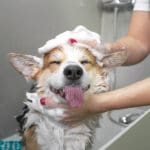 portrait of a happy welsh pembroke corgi dog showering with shampoo; regular grooming for dogs
