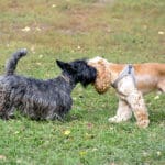 dog socialization; two dogs getting to know each other
