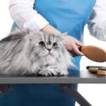 cat being groomed; cat grooming