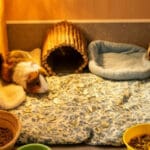 Small Animal Comfort Scene; Home Away From Home