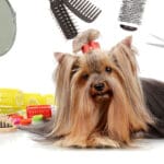 yorkshire terrier getting spa care and grooming