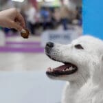 Big white beautiful dog with open mouth, head close up, hand giving treat to the dog. behavior modification