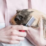 A girl combs a beige guinea pig in her hands; grooming small animals