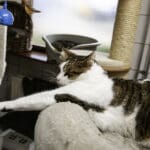 cats in lodge; feline daycare lodging