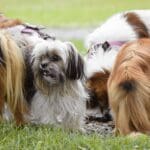 dogs group training