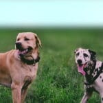 pet lodging facility; Photo of dogs in grass by Vladimir Kozlov on Unsplash